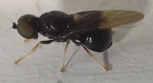 Pachygaster atra